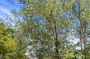Photos Of Cambridge Square Chesapeake Chesapeake In
